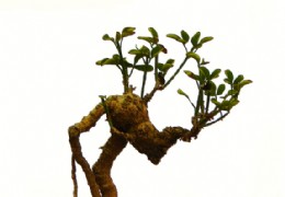 精品盆景欣赏（1）