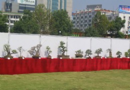 长江三角盆景展（2）