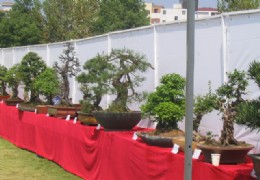 长江三角盆景展（3）