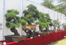 长江三角盆景展（4）