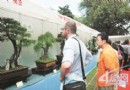 郑州盆景披银戴铜（图）