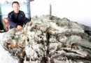 “虎丘山九龙壁”巨石盆景在苏州问世
