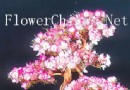 约翰·卡斯特杜鹃盆景欣赏