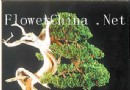 生死与枯荣相对的刺柏盆景