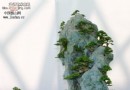 盆景欣赏——两幅经典作品