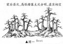 一本多干丛林盆景布局说明