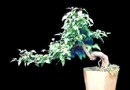 连翘盆景的制作与管理方法