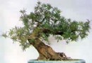 树木盆景及其分类详细说明