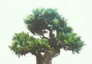 盘根错节的榕树盆景的养护