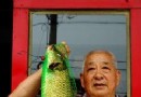 老翁钓上野生金色鲤鱼 重5斤多拥有金色鳞片