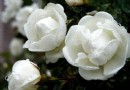 茉莉花夏季要注意补充肥料