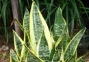 虎尾兰的两种基本繁殖方法
