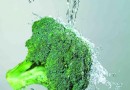 西兰花栽培技术及再生方法
