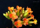 长寿花科学栽培技术与管理