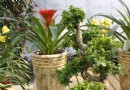 家养水培花卉栽培养护要点
