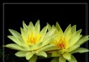 盆养荷花有哪些栽培要点？