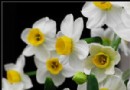 水仙花移栽种植技术及花语