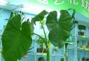 水培滴水观音(海芋)的养护