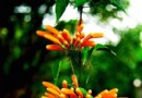 炮仗花如何正确科学的繁殖