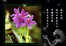 樱花草的管理及其土壤要求
