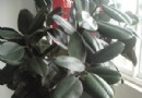 植物养殖：橡皮树怎样养？