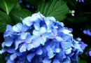 八仙花(绣球花)的养护方法