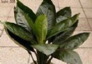 观叶植物绿巨人的养护管理