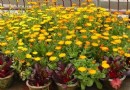 秋季花草入室黄叶该咋处理