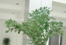 鱼尾葵的生物特性栽培管理