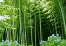观赏竹的栽培和种植方法！