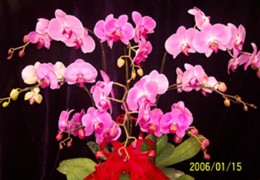 花中王后——蝴蝶兰