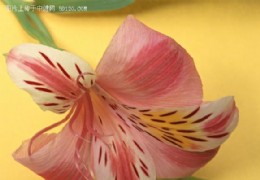 花艺欣赏（二）