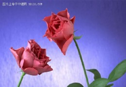 花艺欣赏（五）
