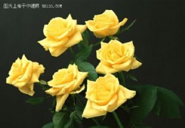 花艺欣赏（六）