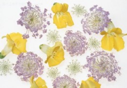 花艺欣赏（九）