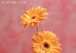 花艺欣赏（十）