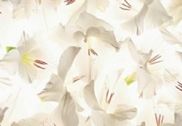 花艺欣赏（十一）