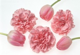 花艺欣赏（十三）