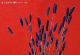 花艺欣赏（十四）