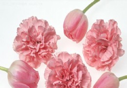 花艺欣赏（十五）