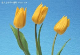 花艺欣赏（十六）