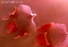 花艺欣赏（十八）