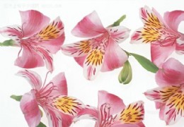 花艺欣赏（十九）