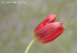 花艺欣赏（二十）