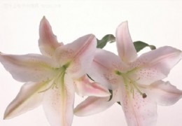 花艺欣赏（二一）