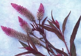 花艺欣赏（二二）