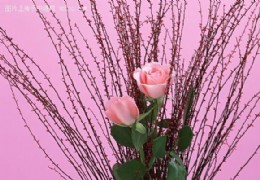 花艺欣赏（二三）
