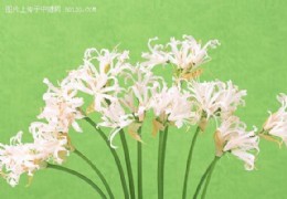 花艺欣赏（二四）