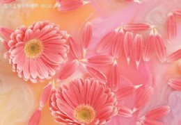 花艺欣赏（二五）
