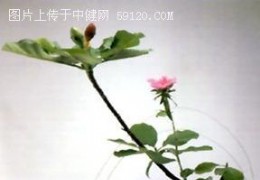 荷马墓上的一朵玫瑰